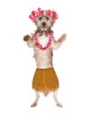 Dog Hula Dancer Royalty Free Stock Photo
