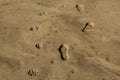 Dog and human foot prints on sand near beach Royalty Free Stock Photo