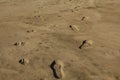 Dog and human foot prints on sand near beach Royalty Free Stock Photo