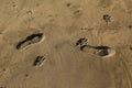 Dog and human foot prints on sand near beach Royalty Free Stock Photo