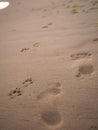 Dog and human footprints along a sandy wet beach, friendship of a man with a dog concept Royalty Free Stock Photo