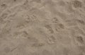 Dog and human footprints in the sand. The texture of the sand Royalty Free Stock Photo