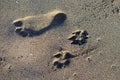 Dog and Human Footprints Royalty Free Stock Photo