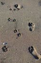 Dog and Human Footprints Royalty Free Stock Photo