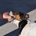 Dog and human playing with tennis ball Royalty Free Stock Photo