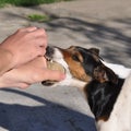 Dog and human playing with tennis ball Royalty Free Stock Photo