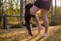 Dog humping or mounting on owner leg. Royalty Free Stock Photo