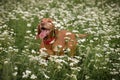 Dog of the hungarian Vizsla breed enjoys life in a green meadow covered with white flowers