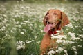 Dog of the hungarian Vizsla breed enjoys life in a green meadow covered with white flowers
