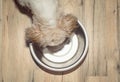 Dog is hungry and eat from the bowl