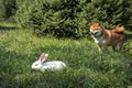 a dog is hunting a hare. a dog like a fox and a rabbit Royalty Free Stock Photo