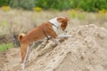 Dog in hunting stage - digging hole on a pile of sand searching small rodents