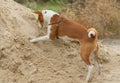 Dog in hunting stage - digging hole on a pile of sand searching small rodents