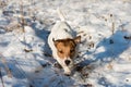 Dog hunting at winter field Royalty Free Stock Photo