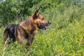 The dog hunts in flowers in the grass,The dog is attentive looking at flowers in the wild in the summer