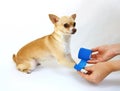 Dog with Hurt Leg Royalty Free Stock Photo