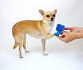 Dog with Hurt Leg Royalty Free Stock Photo