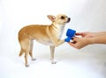 Dog with Hurt Leg Royalty Free Stock Photo