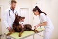 Dog with hurts leg, veterinarian put bandage to dogs leg Royalty Free Stock Photo