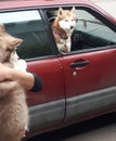 The dog, huskies, sits, the car, looks out of the window