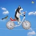 Dog husky rides bike on tightrope