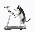 Dog husky runs on treadmill