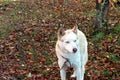 Dog husky with blue eyes sitting on a chain Royalty Free Stock Photo