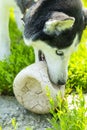 Dog, husky breed playing with a ball, close-up Royalty Free Stock Photo