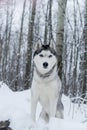 Dog husky breed walks in winter snow-covered forest Royalty Free Stock Photo