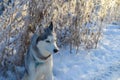 Dog husky breed walks in winter snowy forest on a sunny afternoon Royalty Free Stock Photo