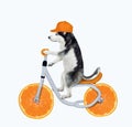 Dog husky rides a orange bicycle