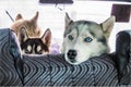 Dog husky in the car