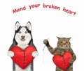 Dog husky and cat mend broken hearts