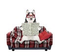 Dog husky on checkered sofa reads newspaper Royalty Free Stock Photo