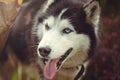 Dog husky with different eyes Royalty Free Stock Photo