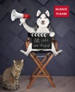 Dog husky director on chair makes movie