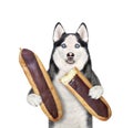 Dog husky eating chocolate eclairs