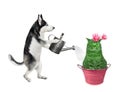 Dog husky watering cat cactus