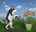 Dog husky watering money flowers in pail