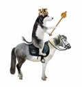 Dog husky king with scepter rides horse