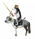 Dog husky king with sword rides horse