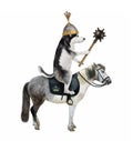 Dog husky with mace rides horse