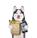 Dog husky orders food by smartphone Royalty Free Stock Photo
