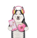 Dog husky in pink donut earphones holds phone