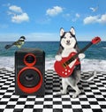 Dog husky plays guitar on seashore