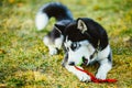 Dog Husky Puppy Plays With Tennis Ball Royalty Free Stock Photo