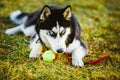 Dog Husky Puppy Plays With Tennis Ball Royalty Free Stock Photo