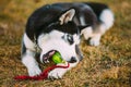 Dog Husky Puppy Plays With Tennis Ball Royalty Free Stock Photo