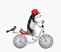 Dog husky in red cap rides bicycle