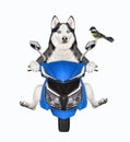 Dog husky rides blue motorbike Royalty Free Stock Photo